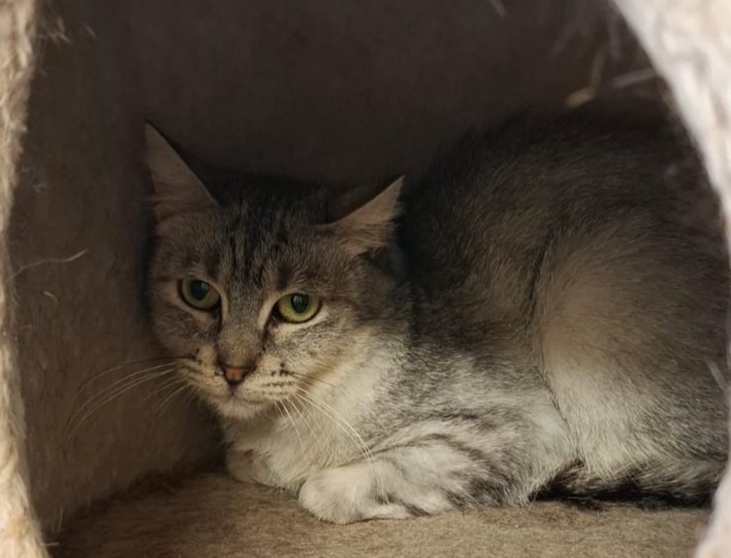Aba - Chat Européen à adopter
