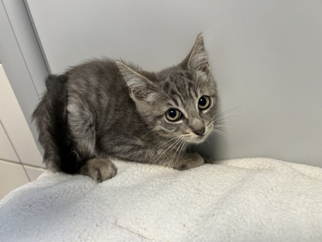 Creamy - Chat Européen à adopter