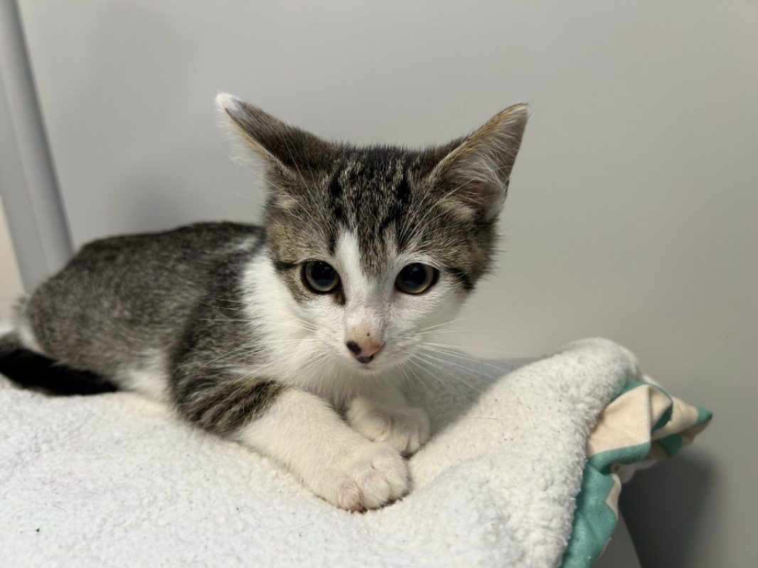 Jack - Chat Européen à adopter