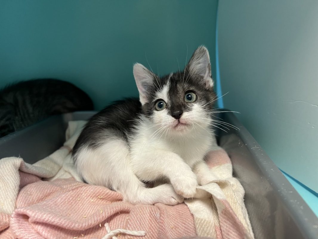 Kobi - Chat Européen à adopter
