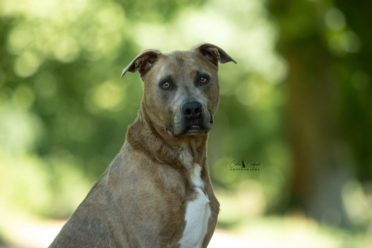 Pablo - Chien à adopter