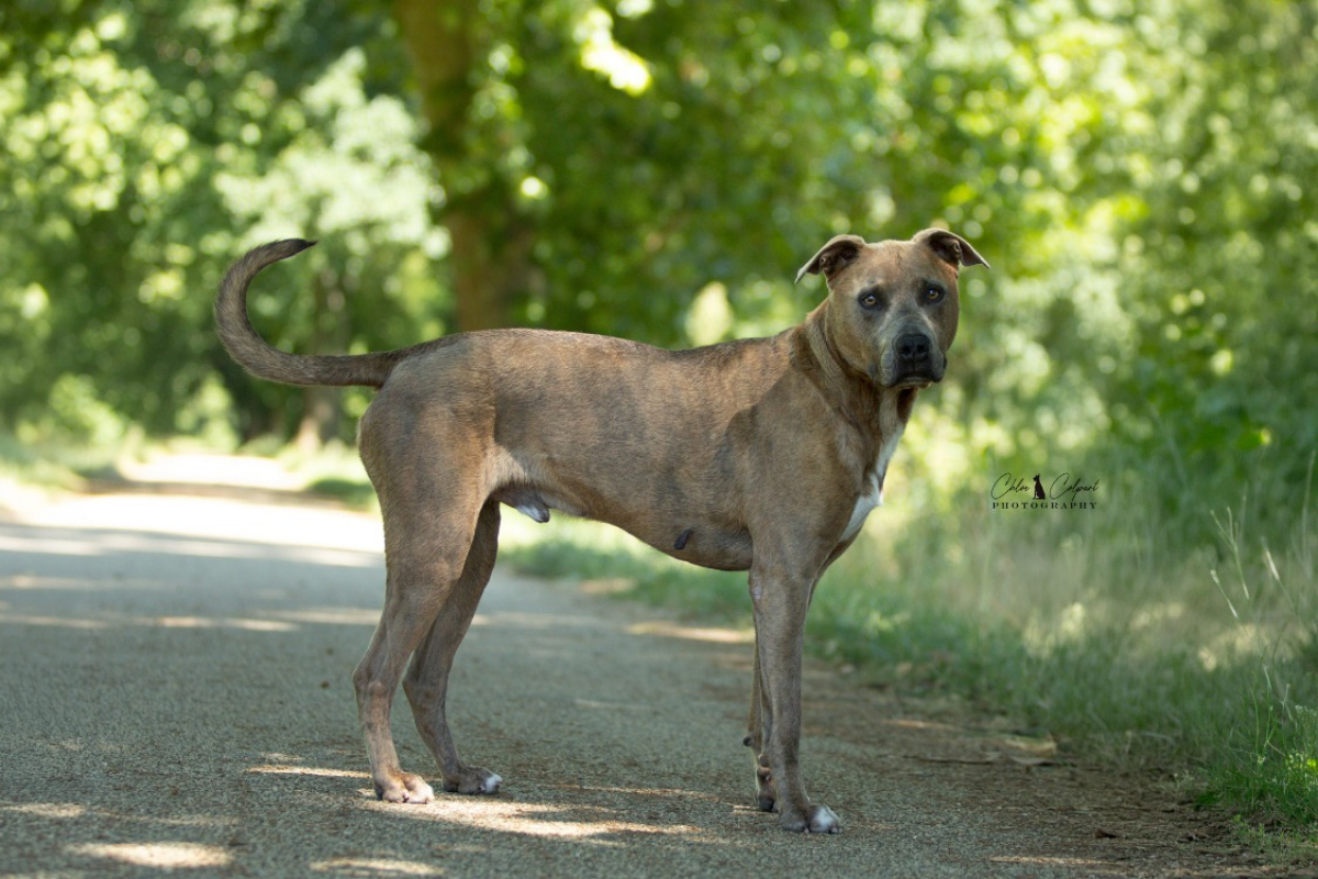 Pablo - Chien à adopter - photo 2