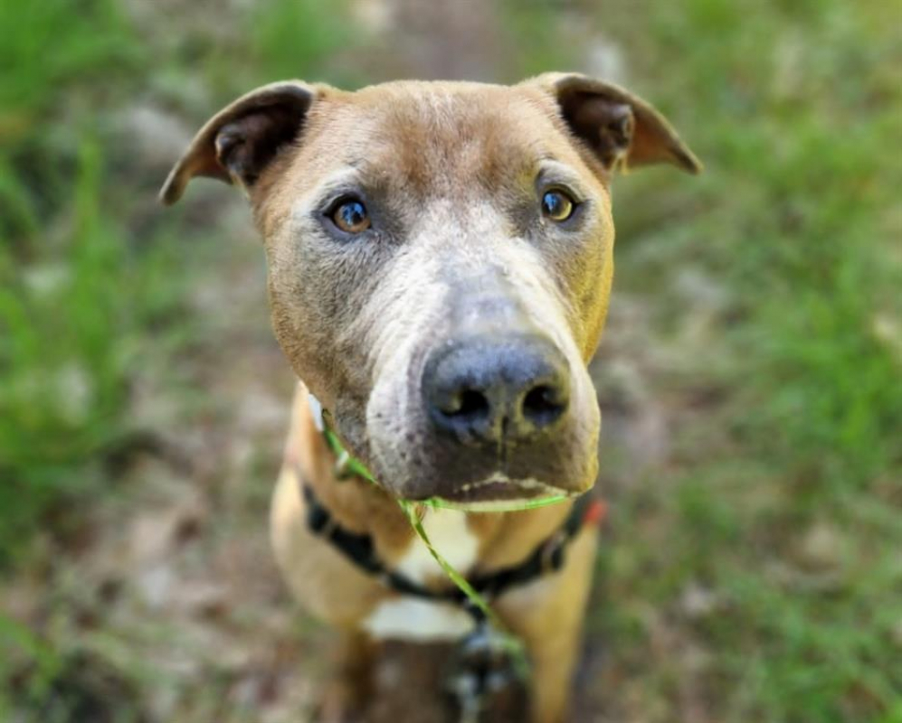 Pablo - Chien à adopter - photo 4