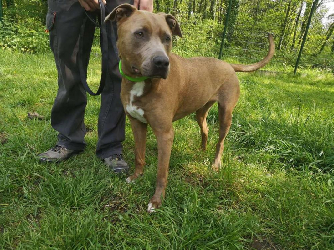 Pablo - Chien à adopter - photo 5