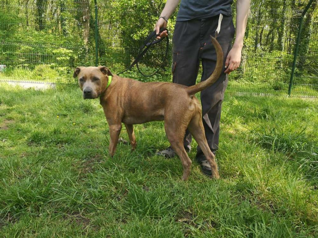 Pablo - Chien à adopter - photo 6