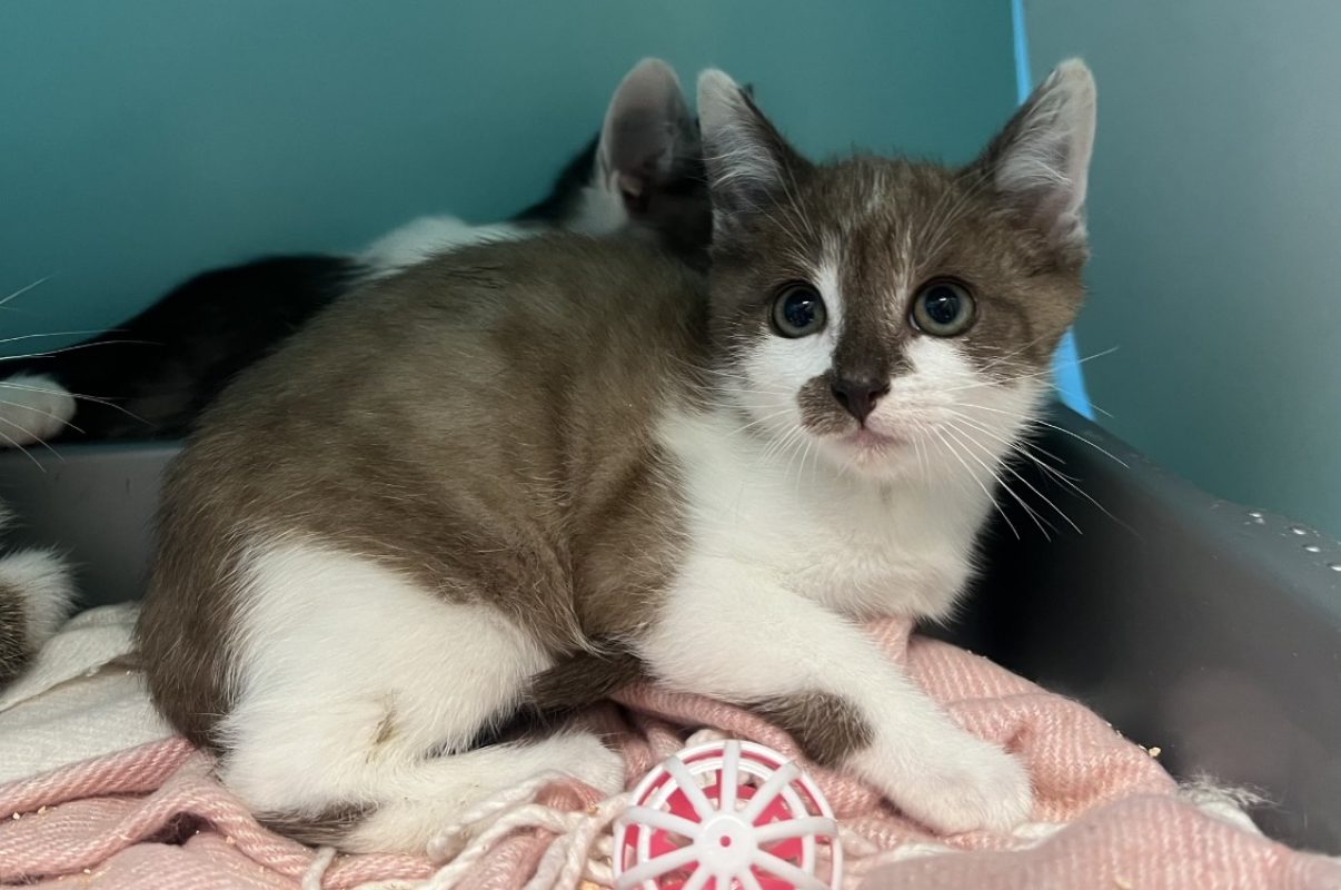 Chouchou - Chat Européen à adopter