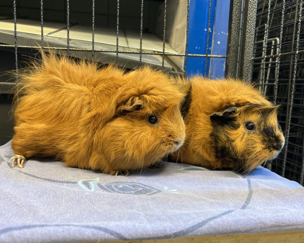 Praline - Rongeur Cobaye à adopter