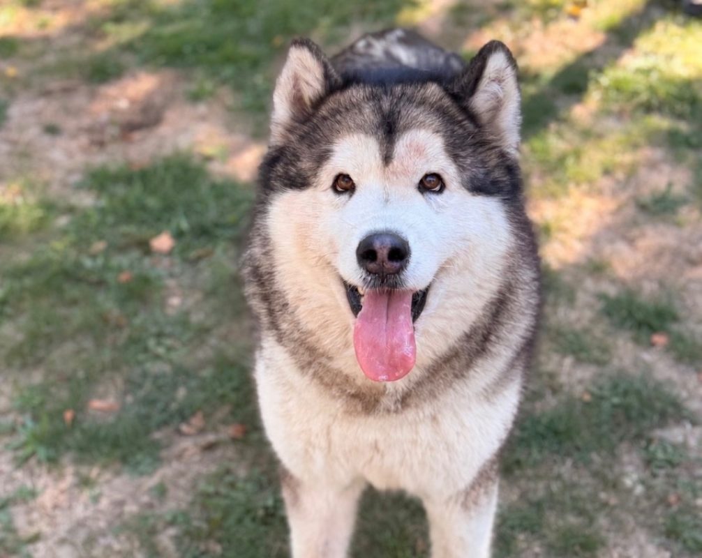 Scala - Chien Malamute de l'Alaska à adopter