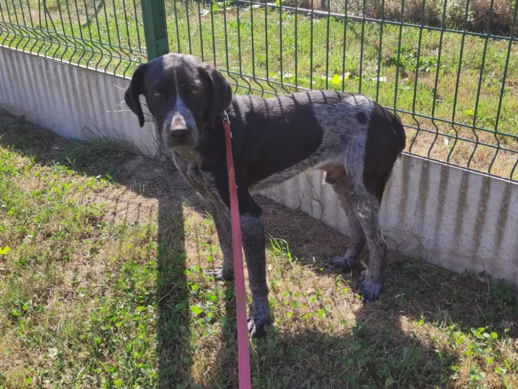 Fer - Chien Braque d'Auvergne à adopter