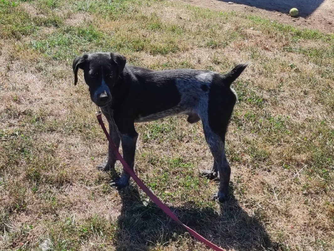Fer - Chien Braque d'Auvergne à adopter - photo 2