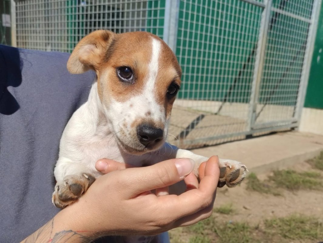 Baloo - Chien à adopter