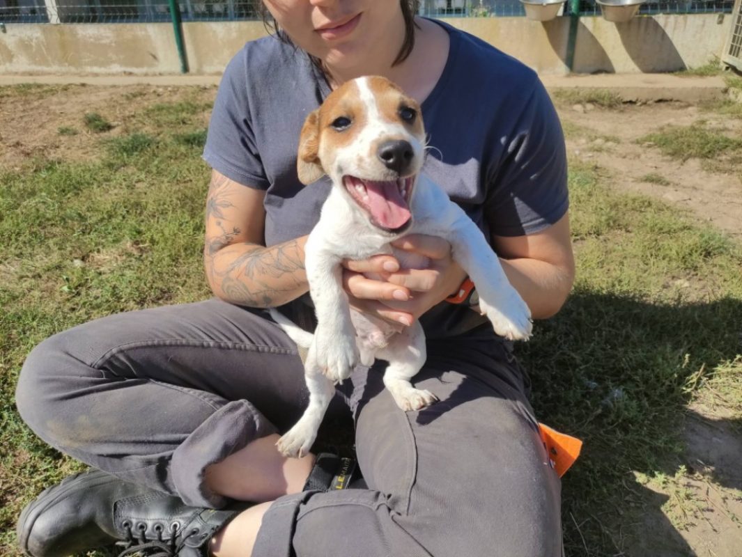 Baloo - Chien à adopter - photo 2