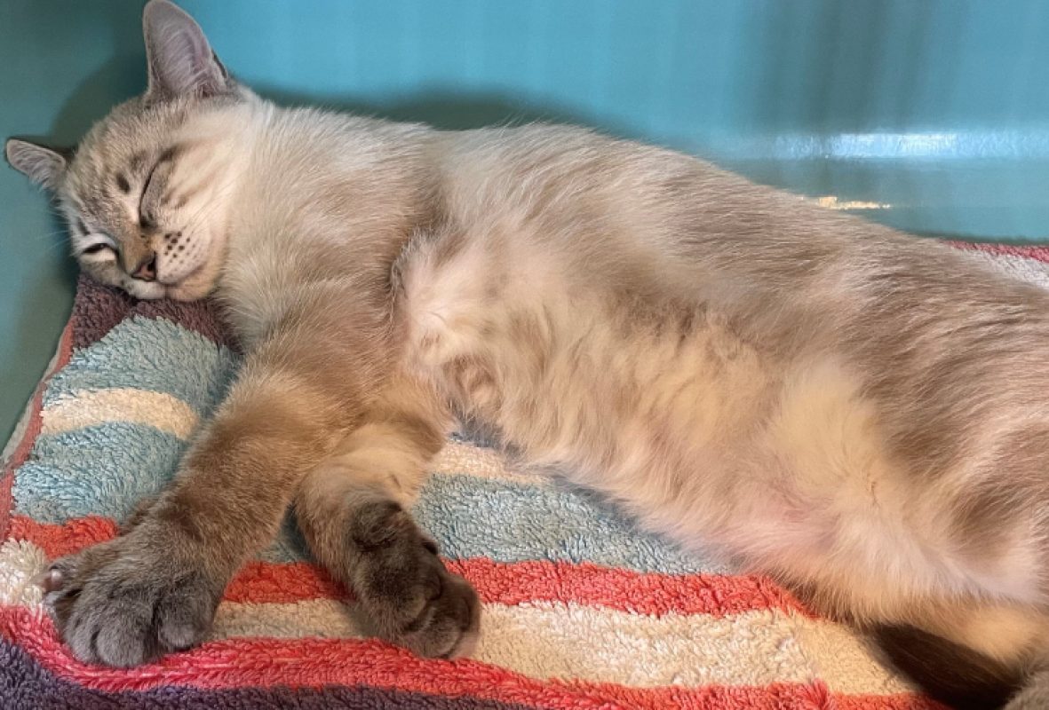 Phoenix - Chat Siamois à adopter