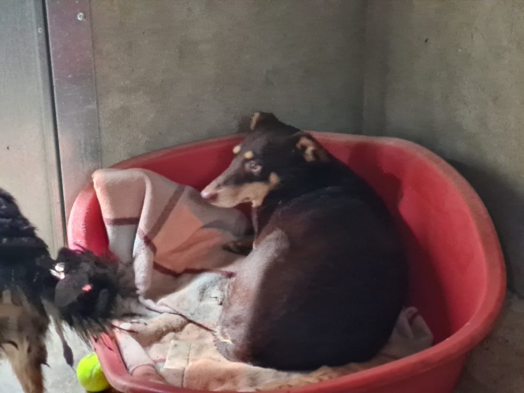 Lyra - Chien à adopter