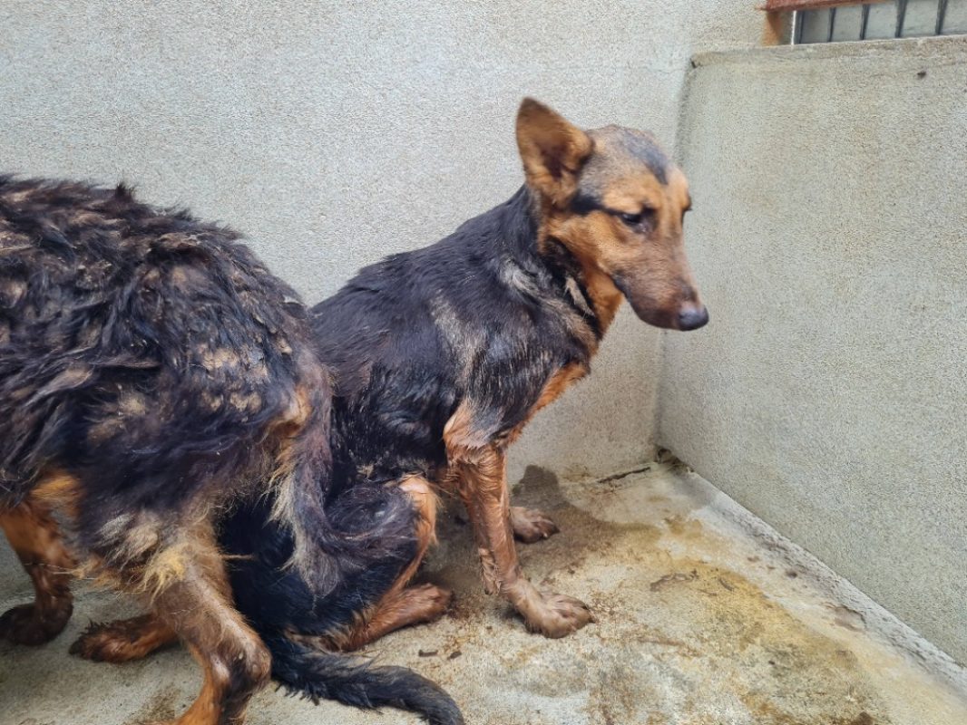 Cosmo - Chien à adopter
