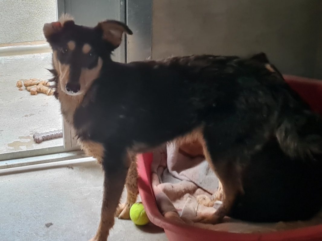 Regulus - Chien à adopter