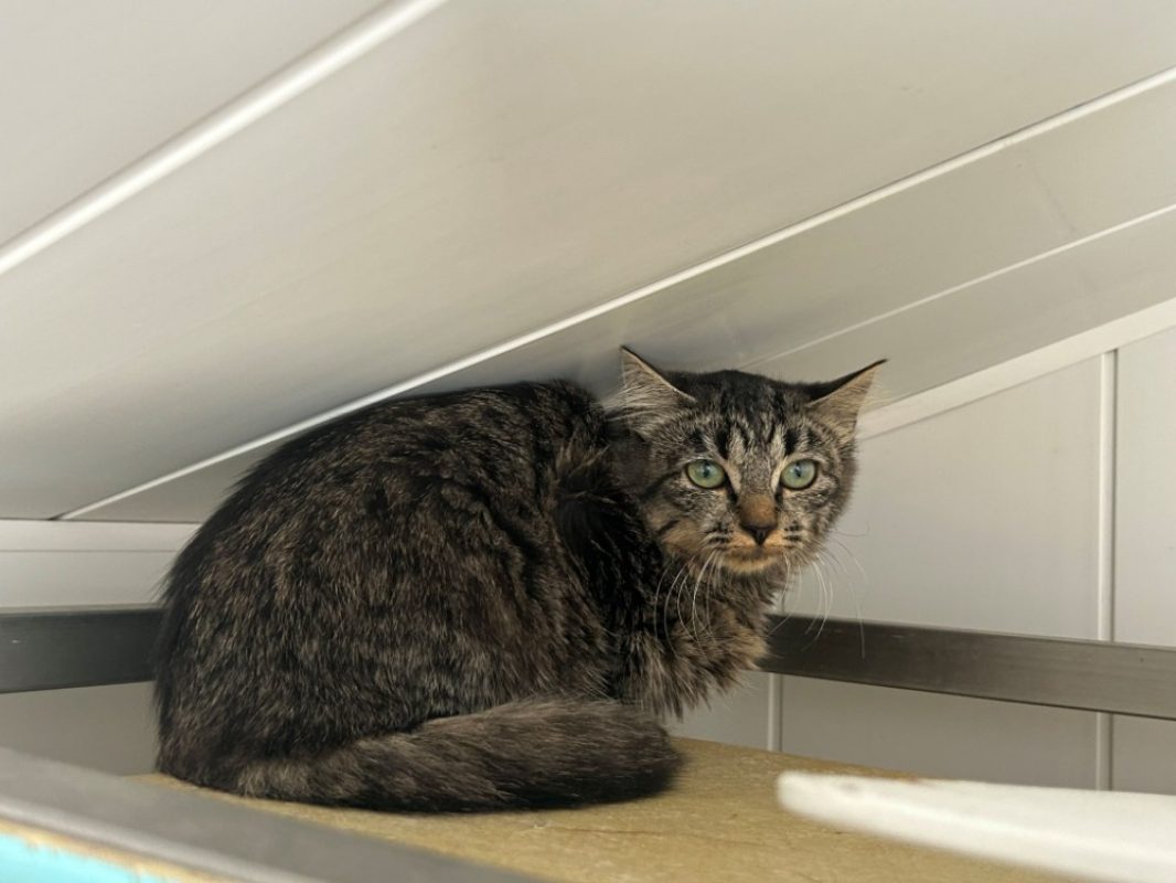 Lyanna - Chat Européen à adopter