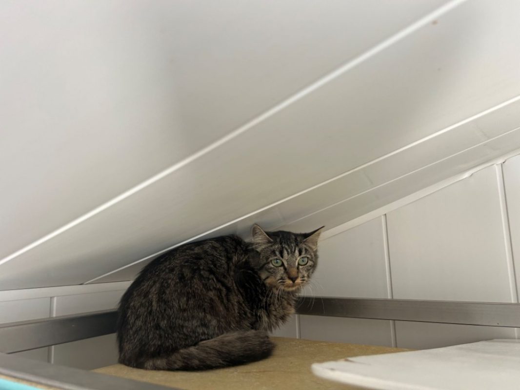 Lyanna - Chat Européen à adopter - photo 2
