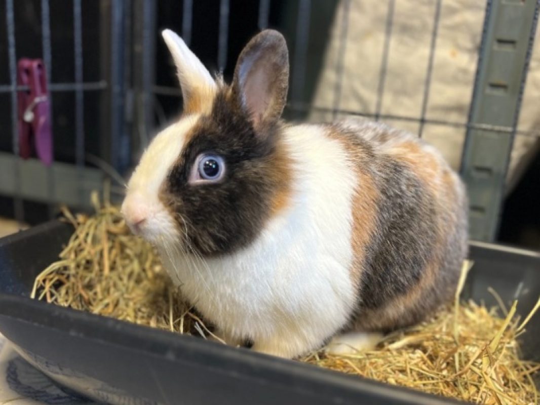 Oreo - Rongeur Lapin à adopter