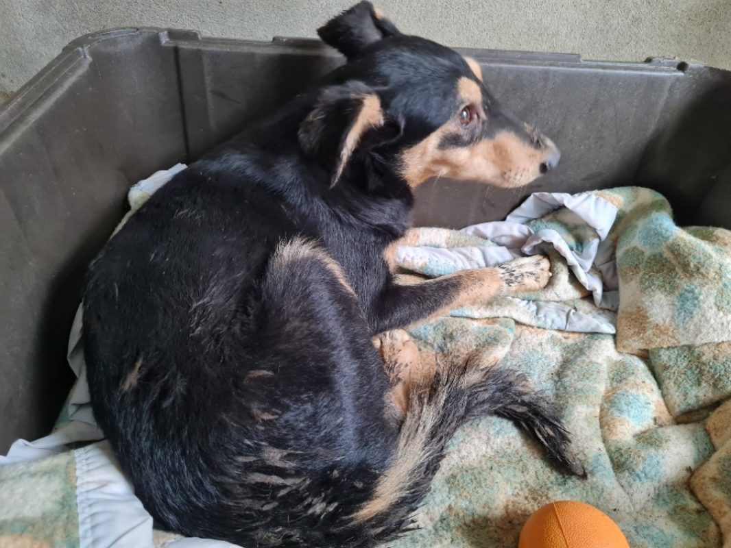 Orion - Chien à adopter