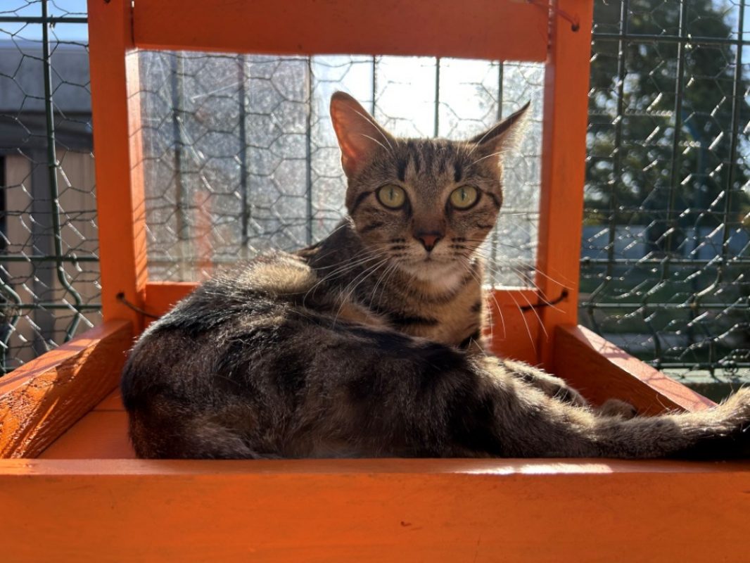 Cersei - Chat Européen à adopter