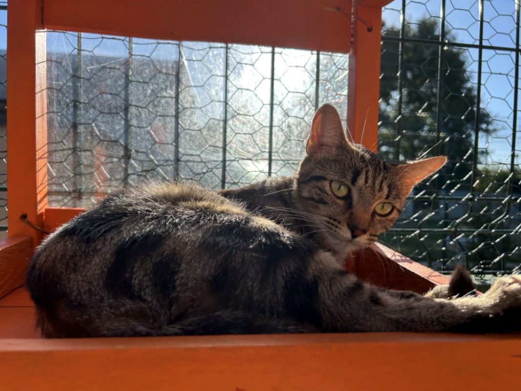 Cersei - Chat Européen à adopter - photo 2