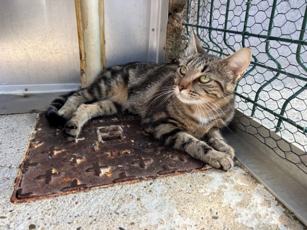 Cersei - Chat Européen à adopter - photo 3