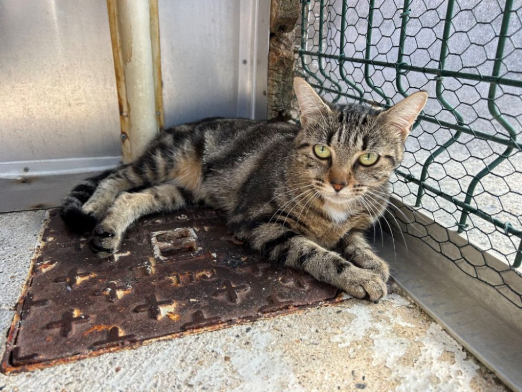 Cersei - Chat Européen à adopter - photo 4