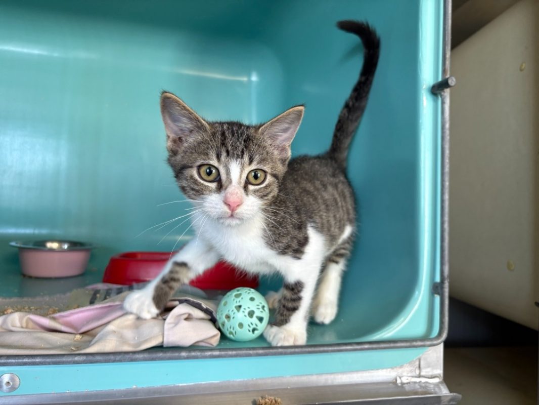 Croque - Chat Européen à adopter