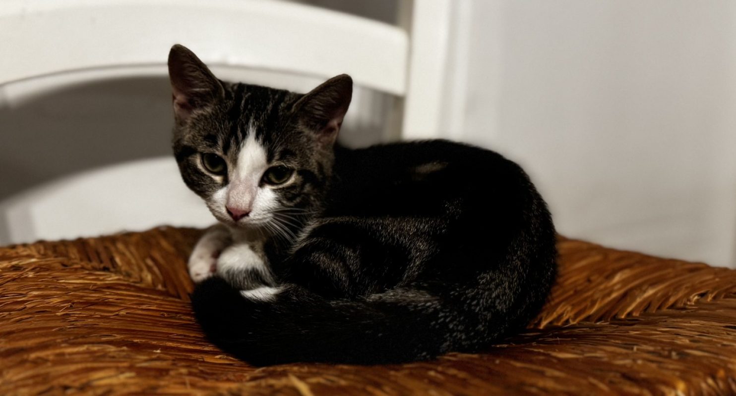 Jonquille - Chat Européen à adopter