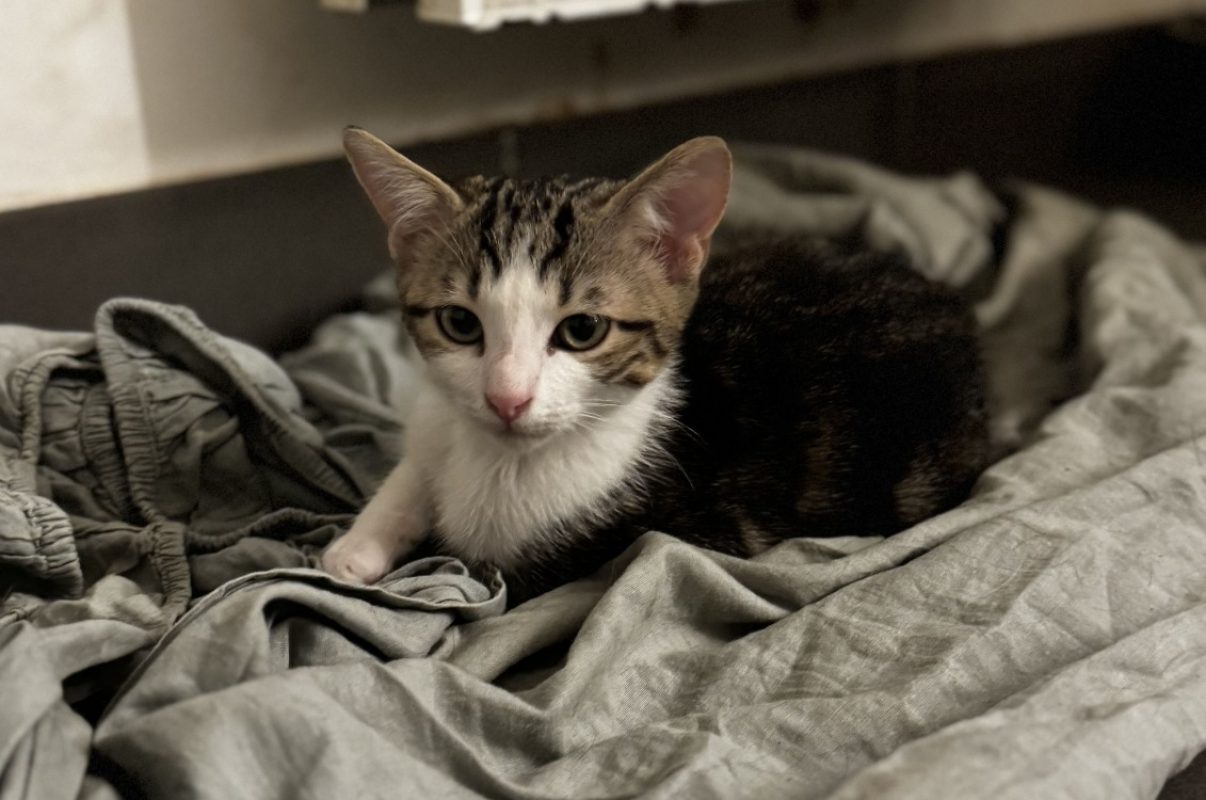 Trefle - Chat Européen à adopter