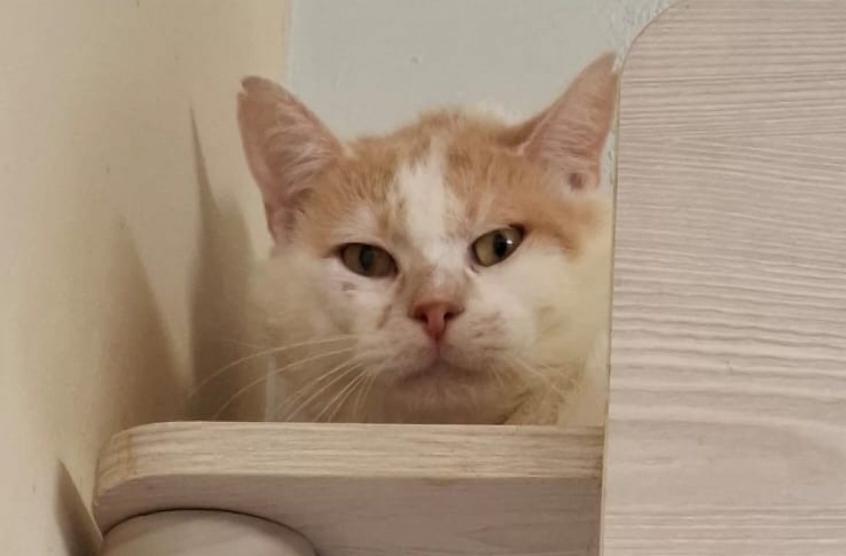 Shawnee - Chat Européen à adopter