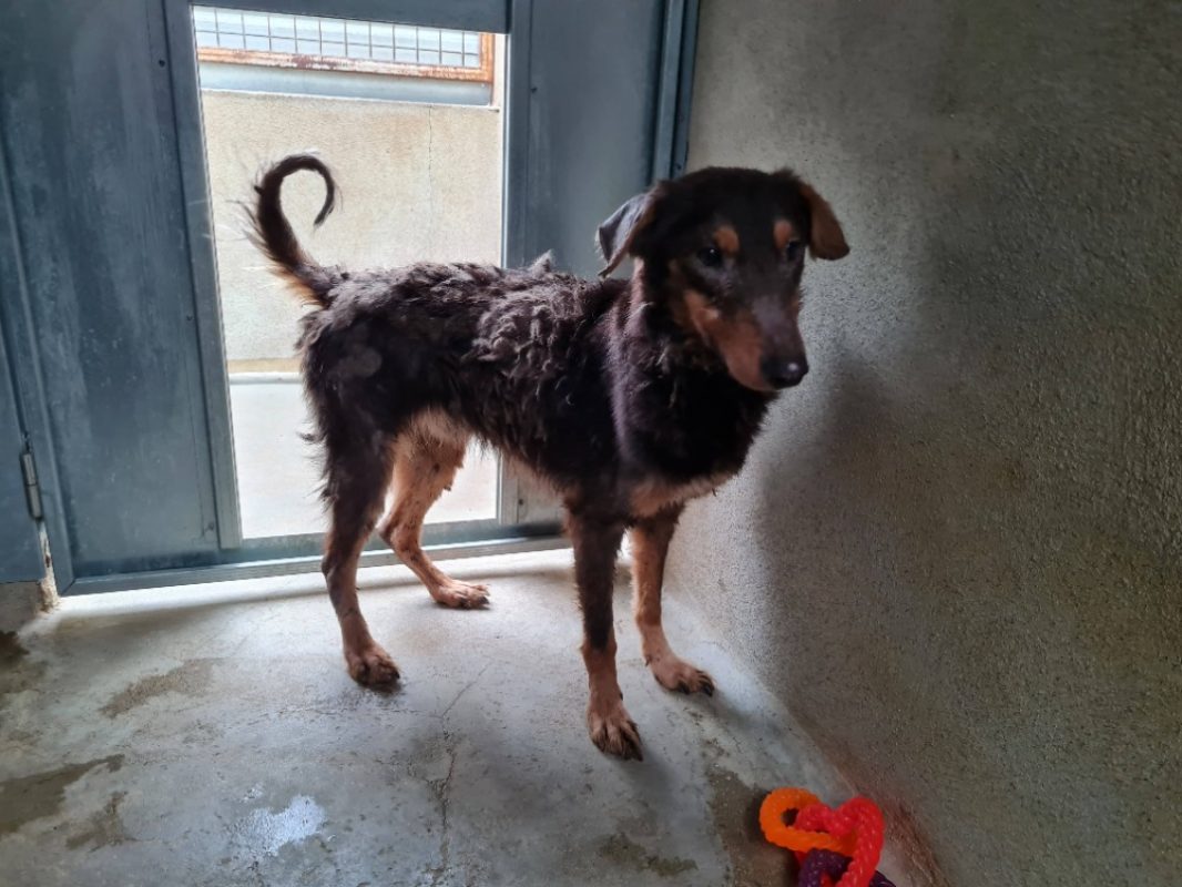 Electra - Chien à adopter