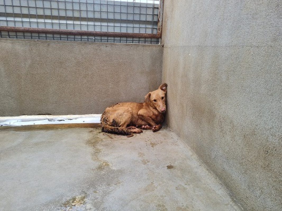 Nova - Chien à adopter