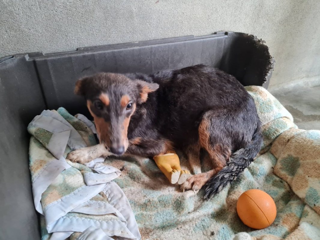 Astra - Chien à adopter