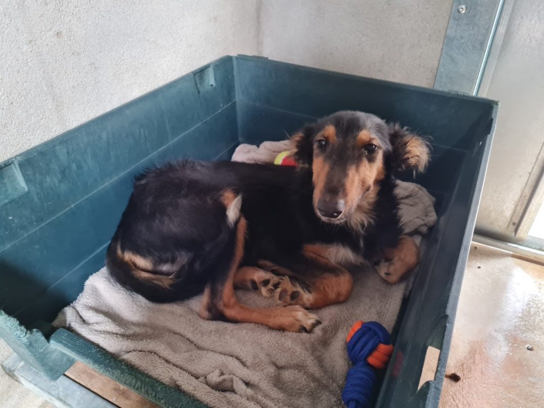 Procyon - Chien à adopter