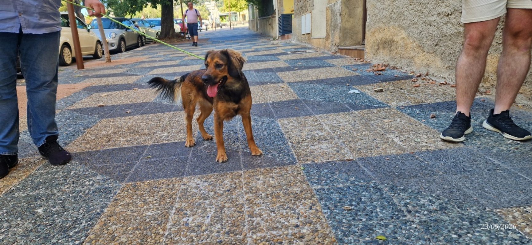 Mia - Chien Beagle à adopter
