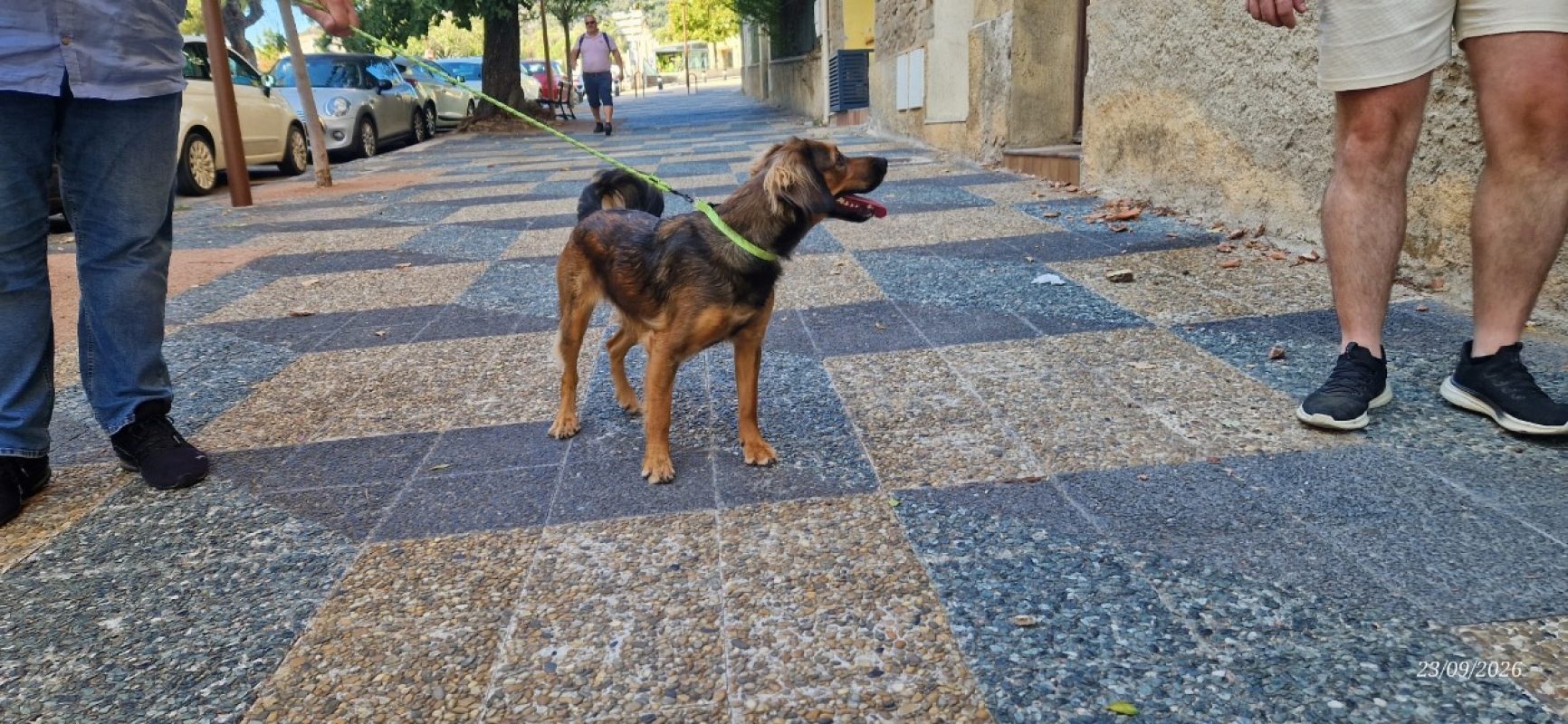 Mia - Chien Beagle à adopter - photo 2