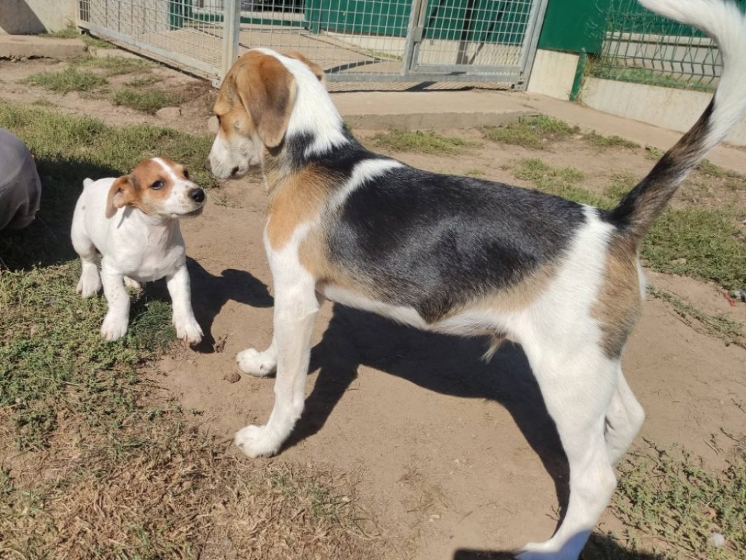 Krypton - Chien Beagle à adopter