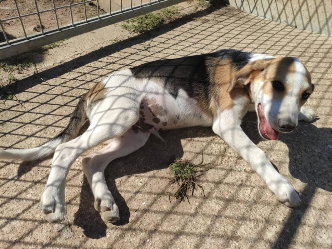 Krypton - Chien Beagle à adopter - photo 2
