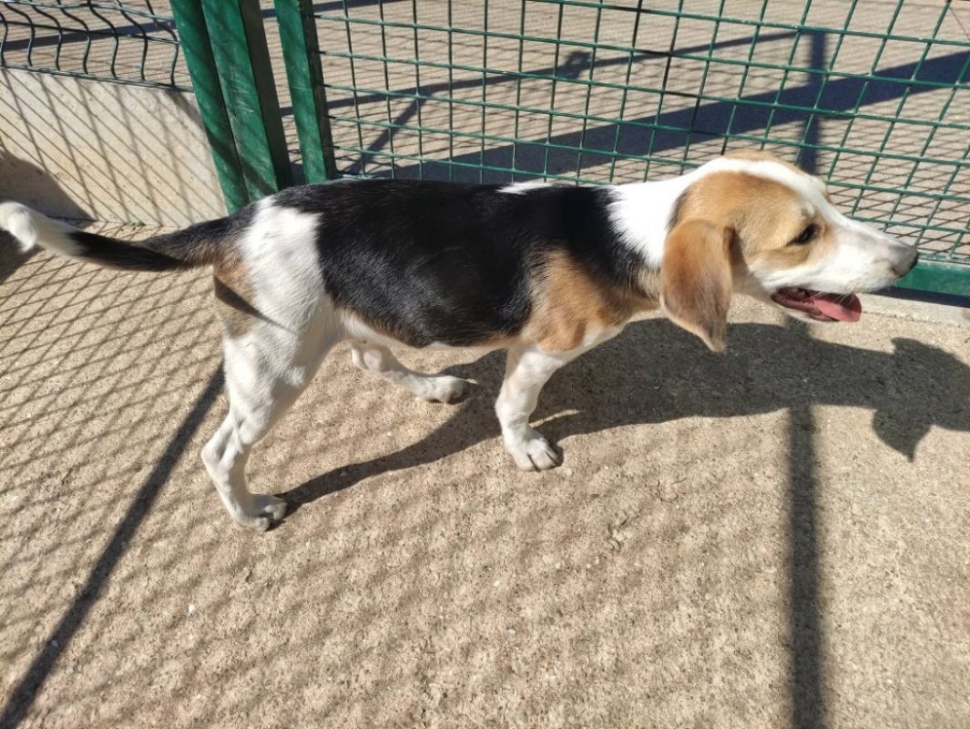 Krypton - Chien Beagle à adopter - photo 3