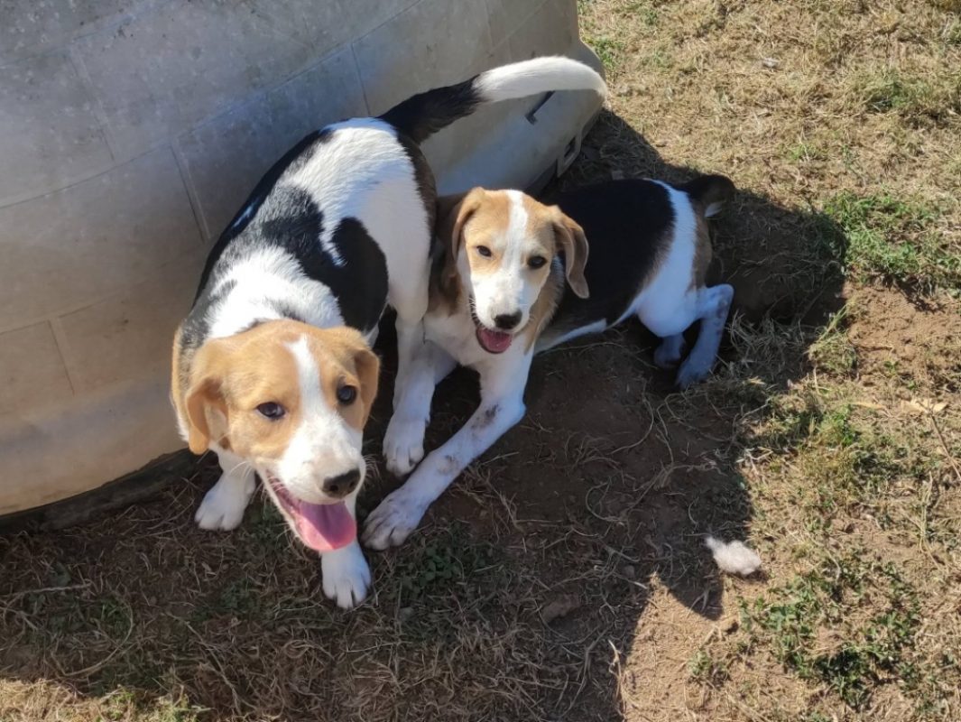 Krypton - Chien Beagle à adopter - photo 4