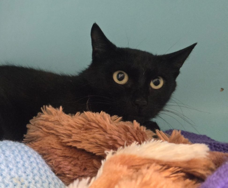 Selena - Chat Européen à adopter