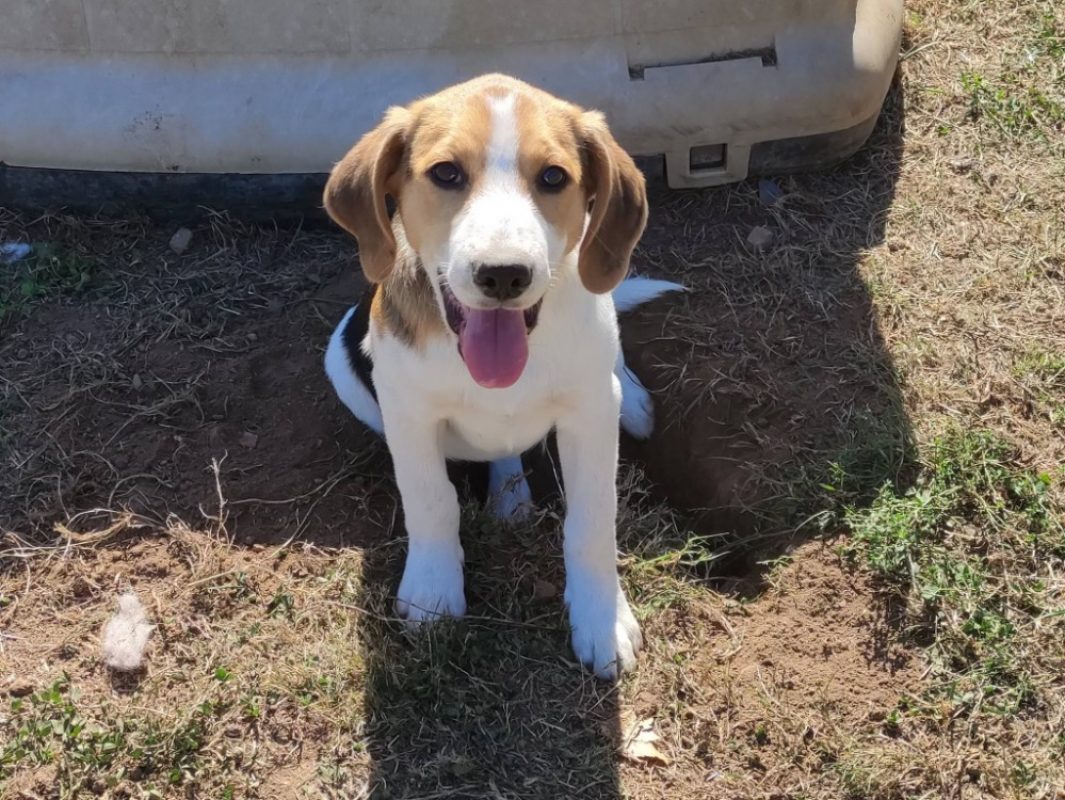 Cuivre - Chien Beagle à adopter