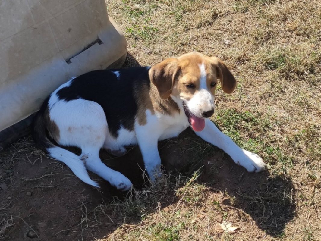 Cuivre - Chien Beagle à adopter - photo 2