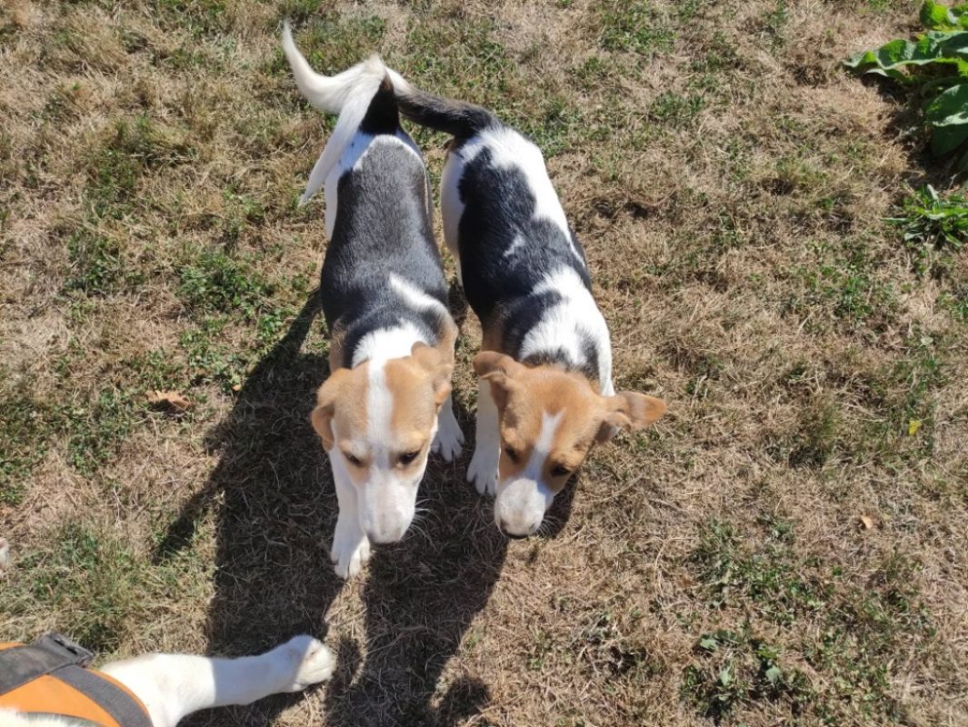 Cuivre - Chien Beagle à adopter - photo 3