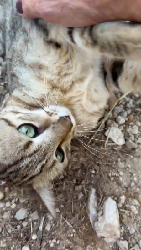 SORBET - Chat Européen à adopter