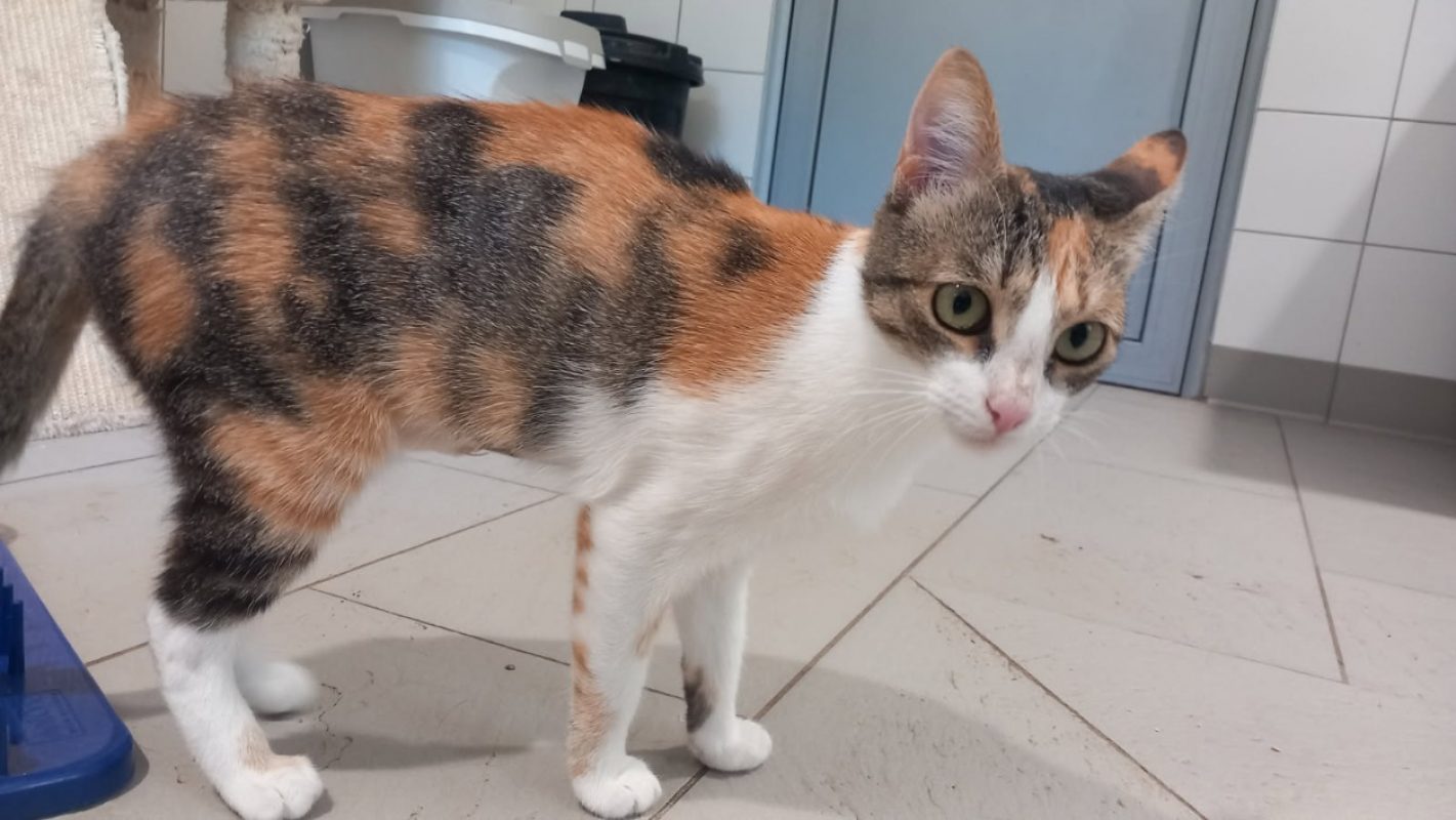 Chanson - Chat Européen à adopter