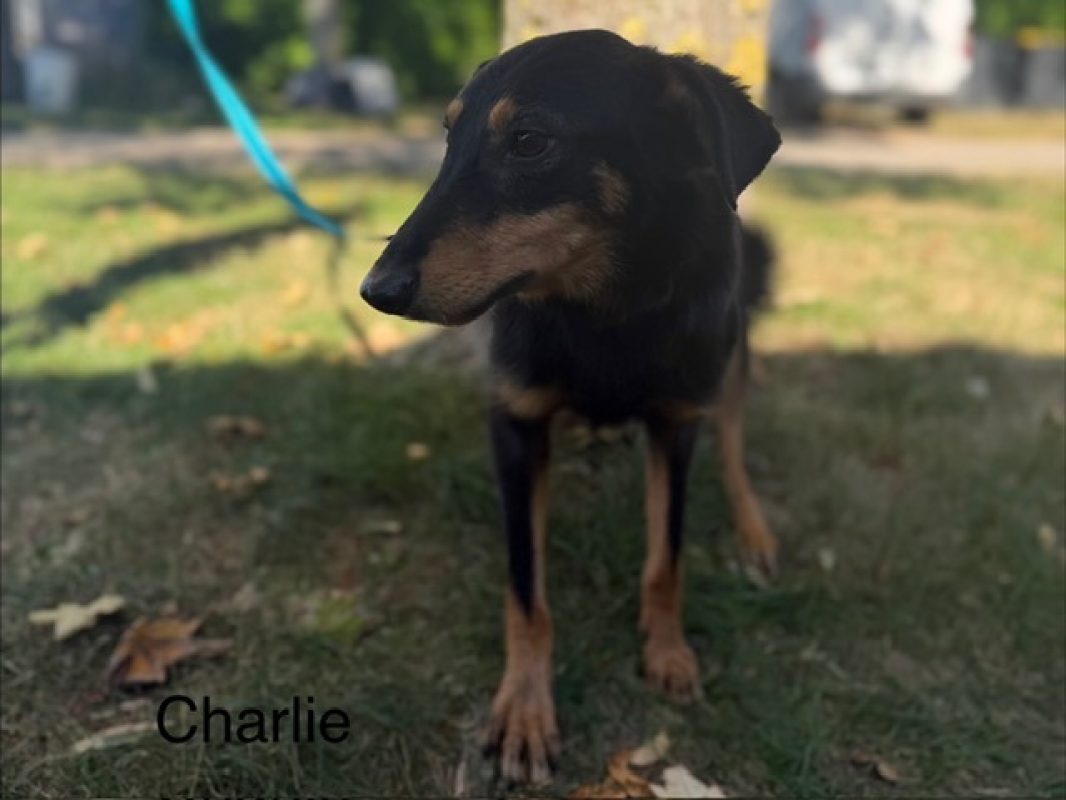 Charlie - Chien à adopter