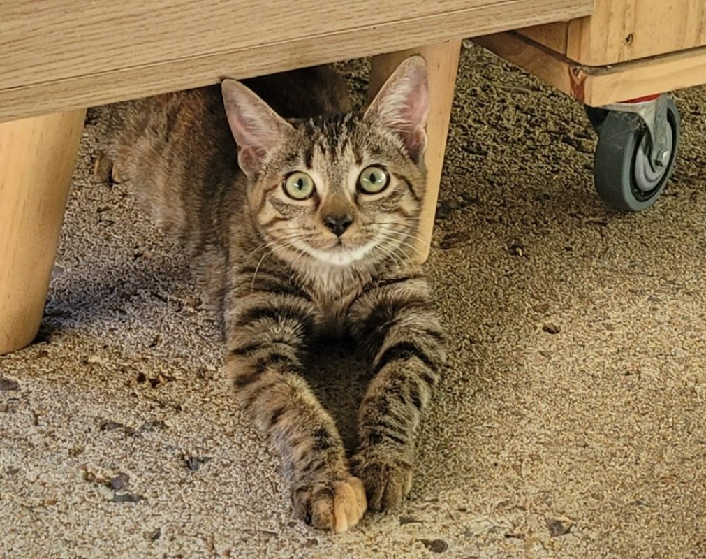 Frisquette - Chat Européen à adopter